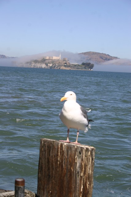 alcatraz