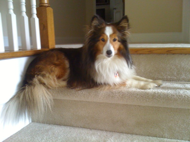casey - dog