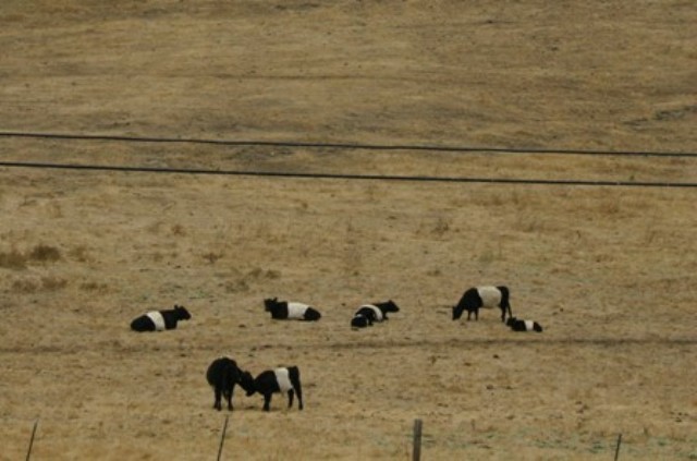 oreo cows