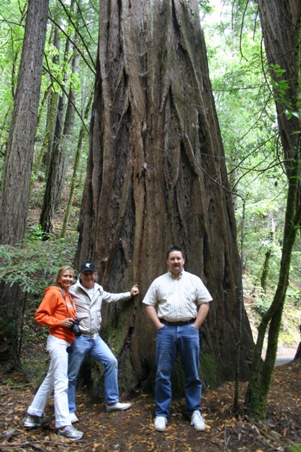 redwoods