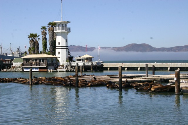 seals at pier